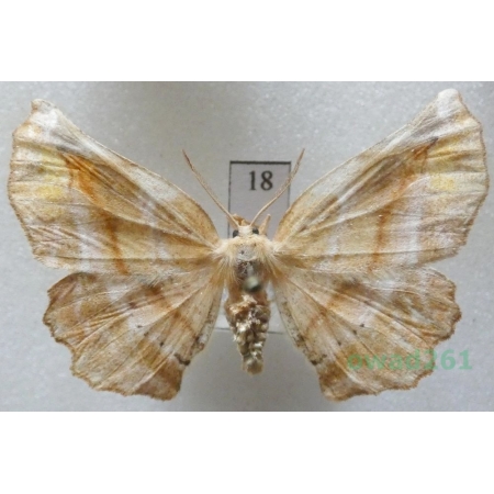 Apeira syringaria (Linnaeus, 1758) female Czech18